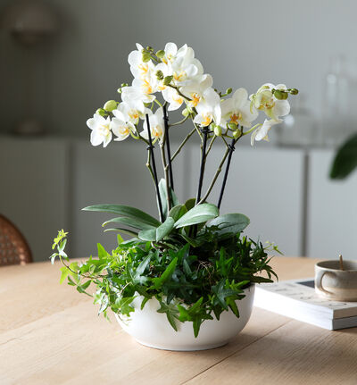 Hvit orkidésammenplanting hvit skål liten